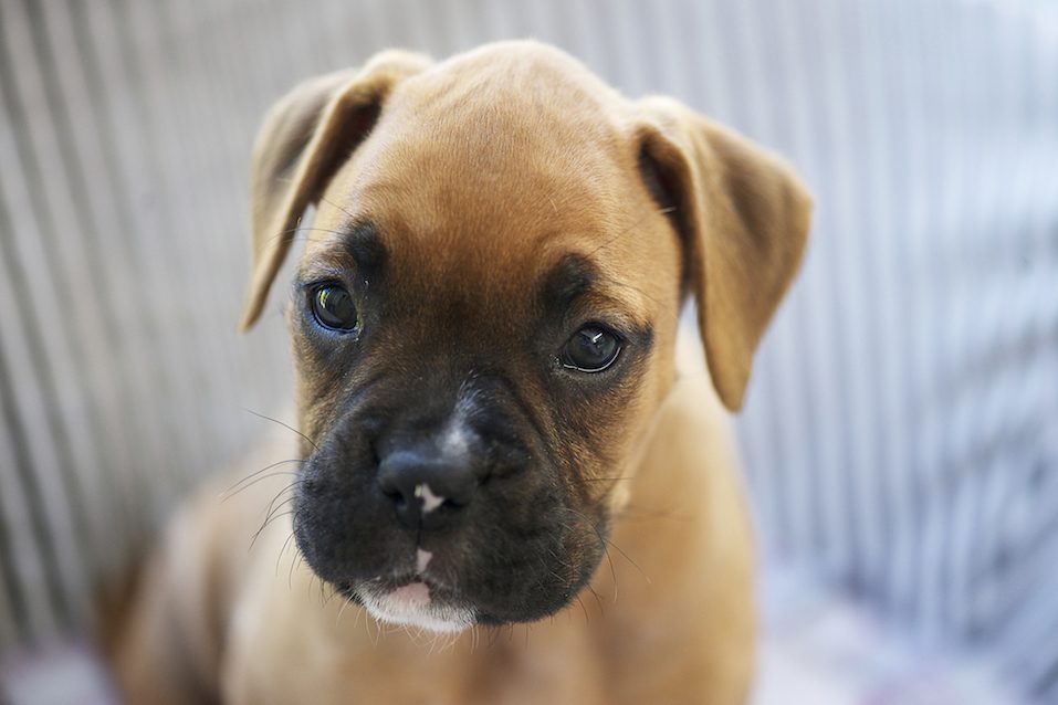 The boxer is one of the best dogs for kids
