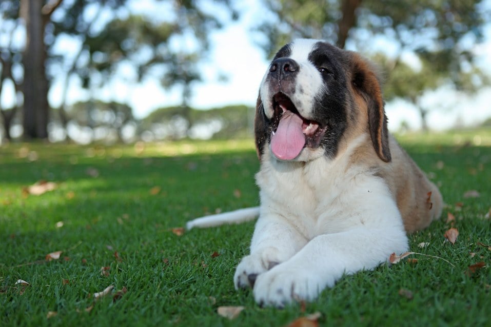 puppy on the grass