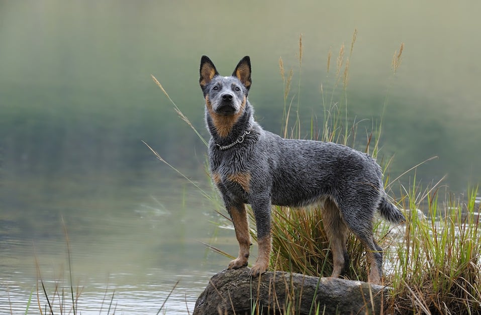 australian cattle dog wags its tail