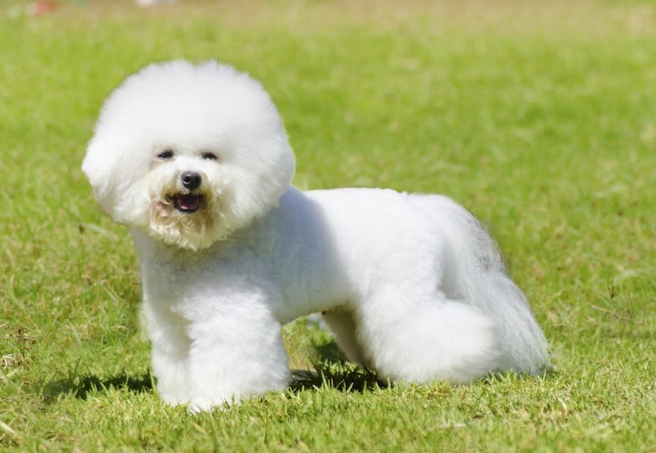 white bichon frise dog standing on grass and looking cheerful