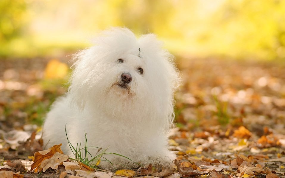 Bichon bolognese dog relax in the park