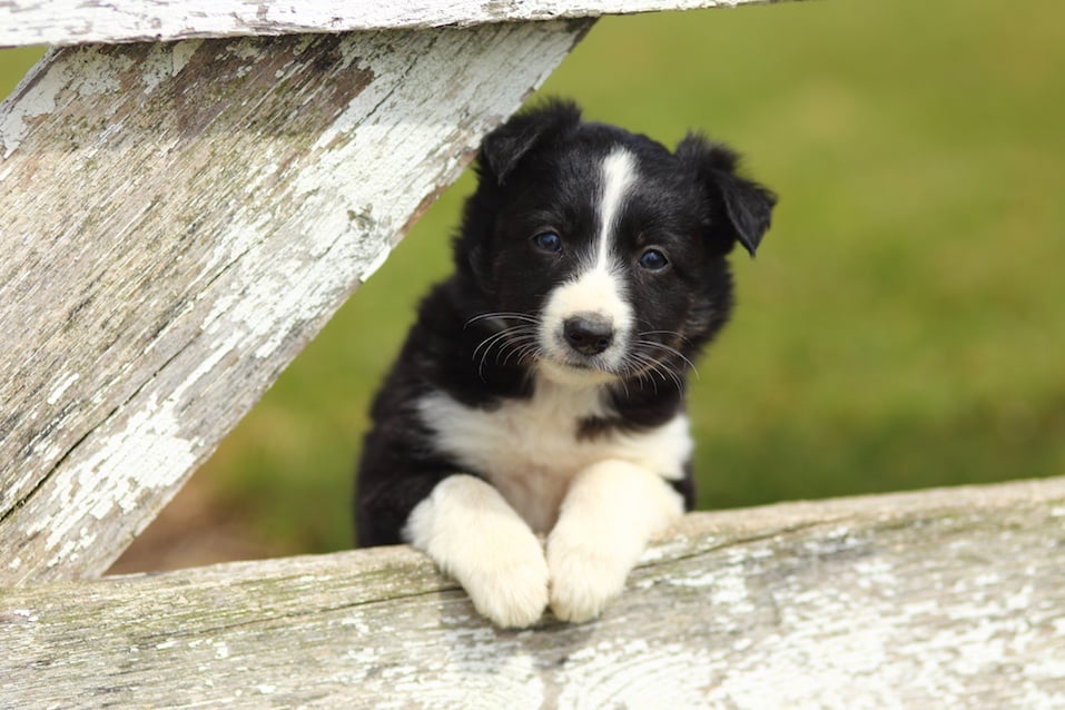 border collie puppy behind a fence