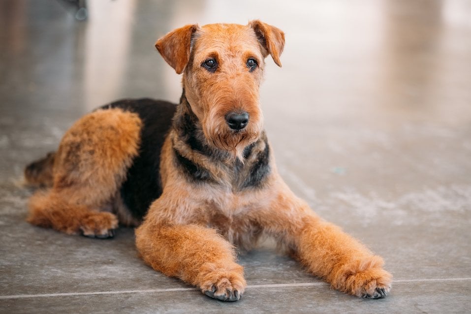 what dog sheds the worst