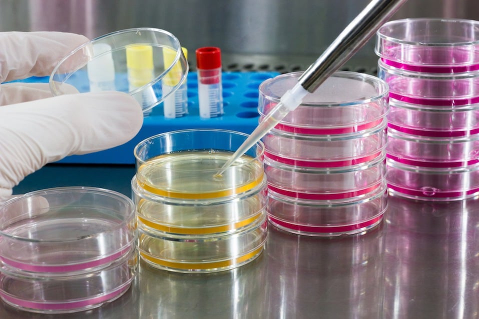 Scientist pipetting growth medium in petri dishes