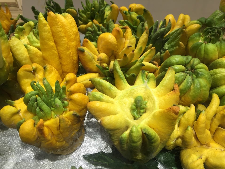 Buddha's hands