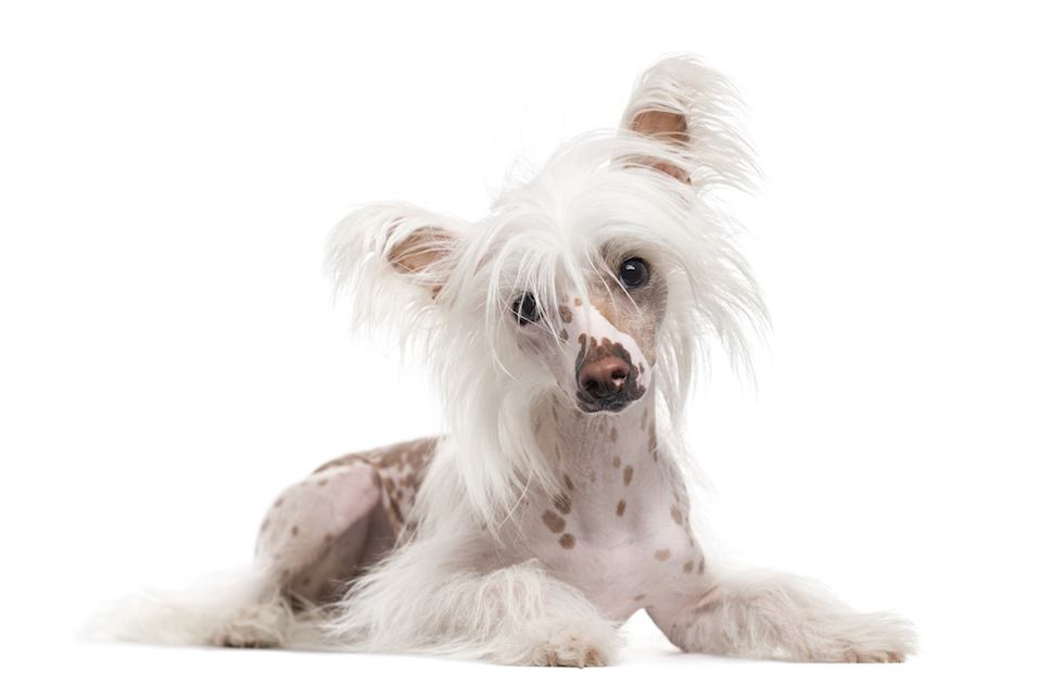Chinese Crested Dog lying down and looking at the camera, isolated on white (10 months old)