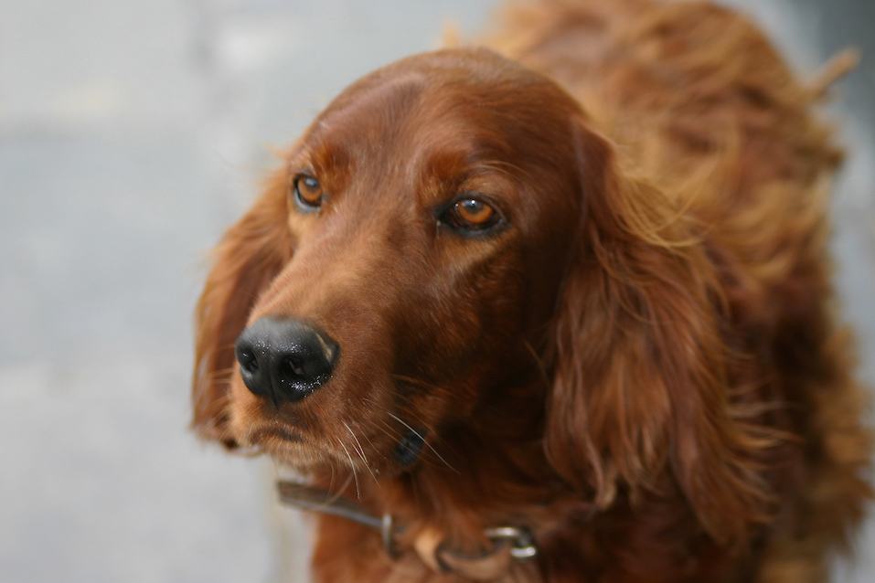 Close-up of Dog, Irish Setter