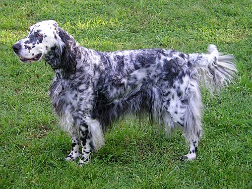 English setter