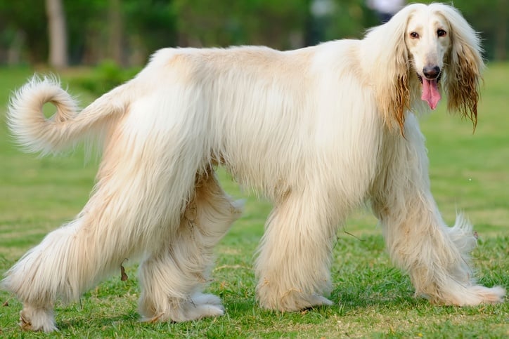 top 20 dumbest dog breeds