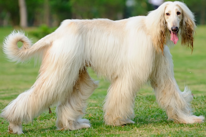 The Afghan hound is one of the most difficult dog breeds to train