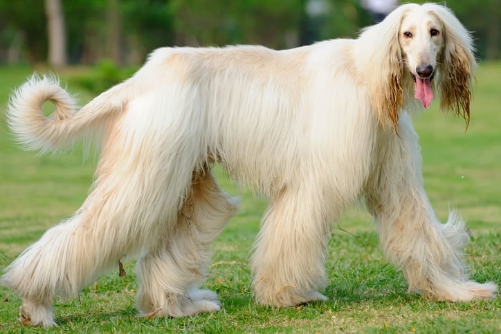 afghan hound walking outside