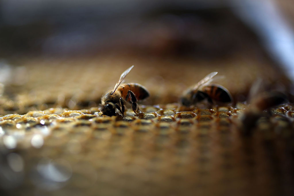Honeybees at an apiary