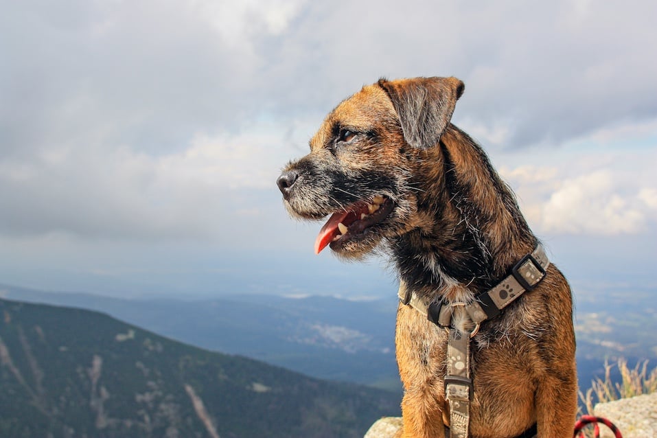 border terrier on a hike in the mountains