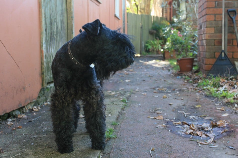 The Kerry blue terrier is one of the most difficult dog breeds to train