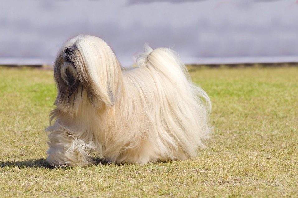 The long haired, bearded Lasa dog has heavy straight long coat and is a companion dog.