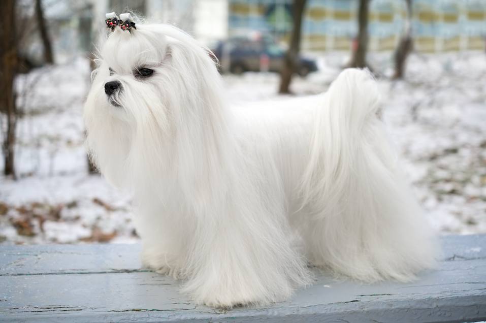 Maltese dog in winter outdoors