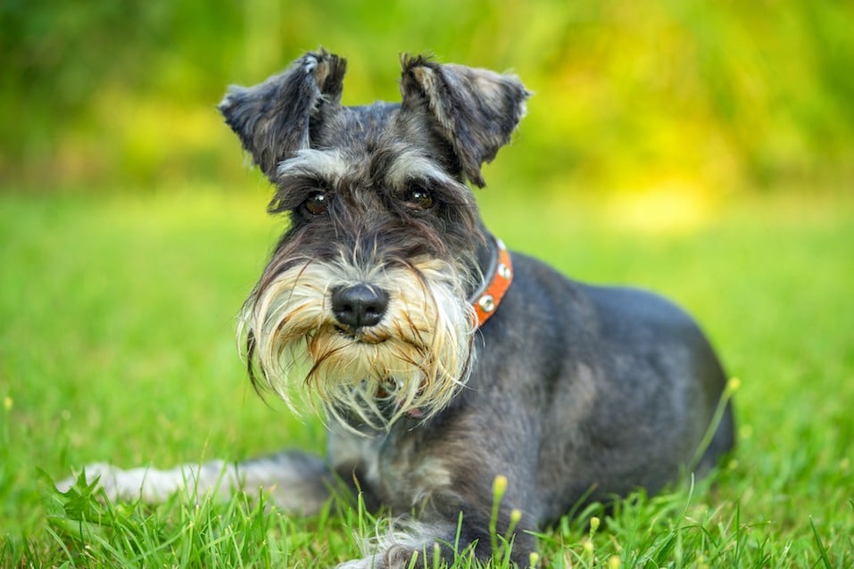 best dog breed for single man