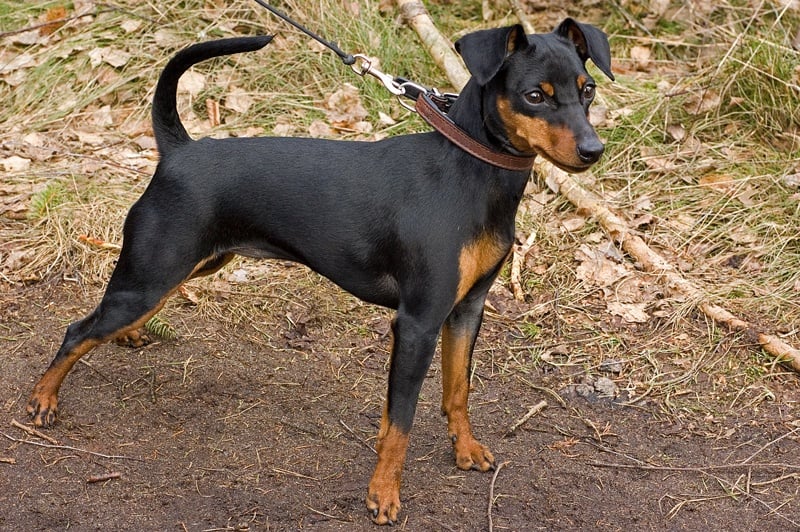 Miniature pinscher outside