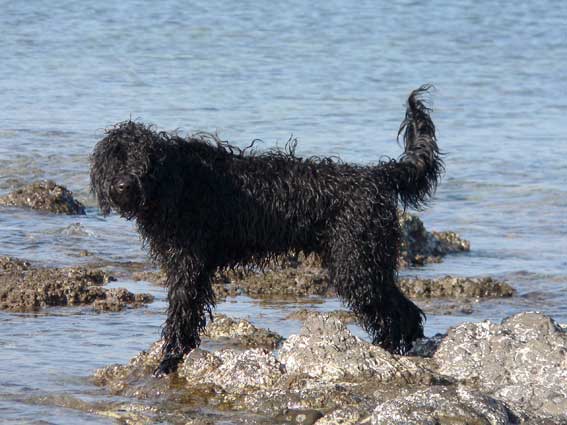 Portuguese water dog