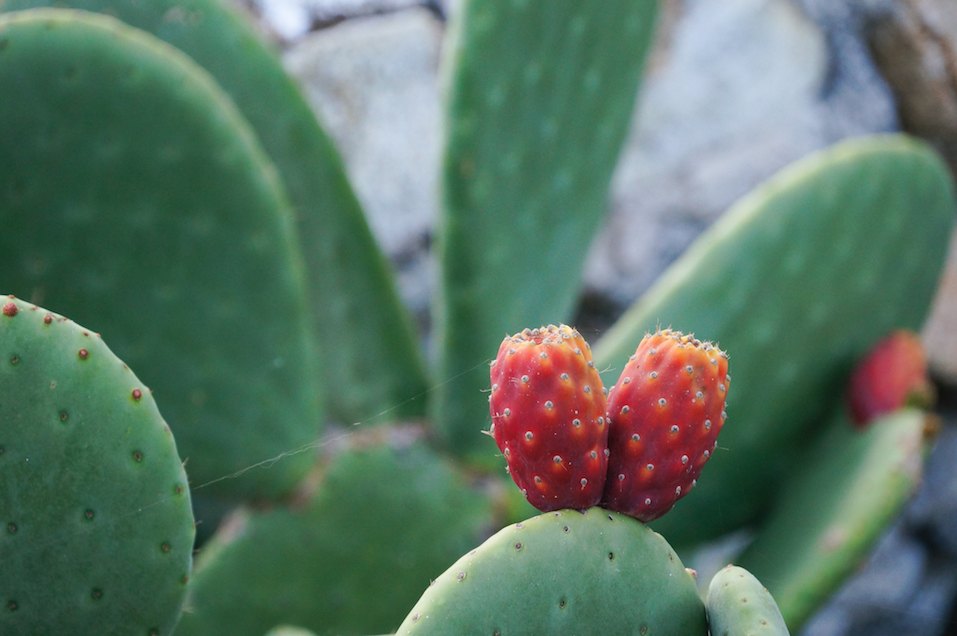 Prickly pear cactus with fruit in Mykonos