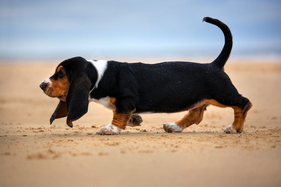 Puppy basset at the beach