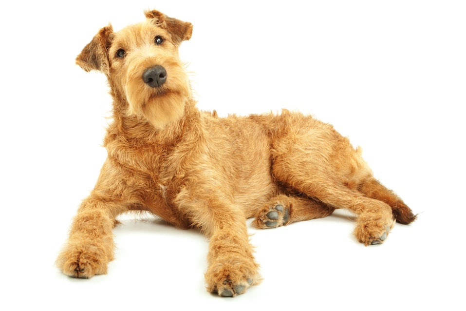Irish terrier