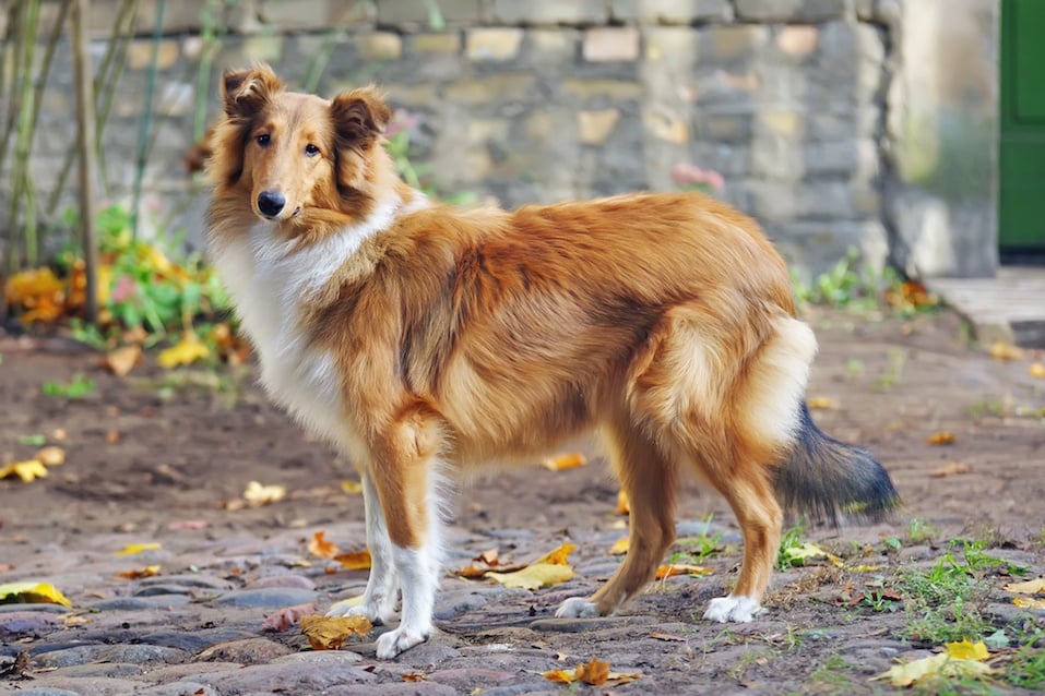 Sable rough Collie dog standing outdoors around fallen maple leaves in autumn