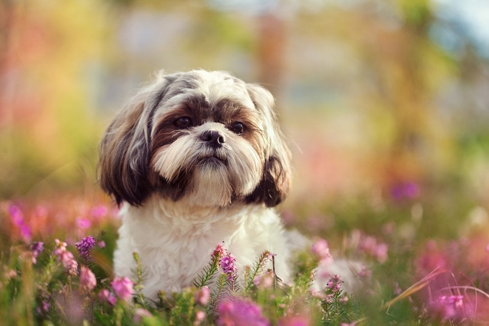 cute small hypoallergenic dogs