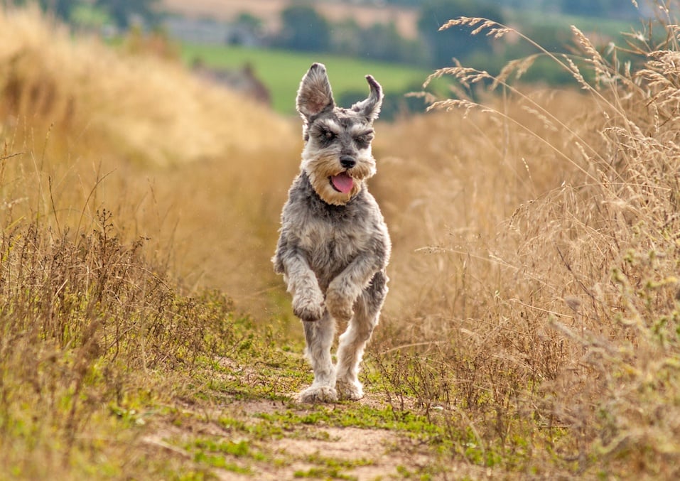 Schnauzer running in grass