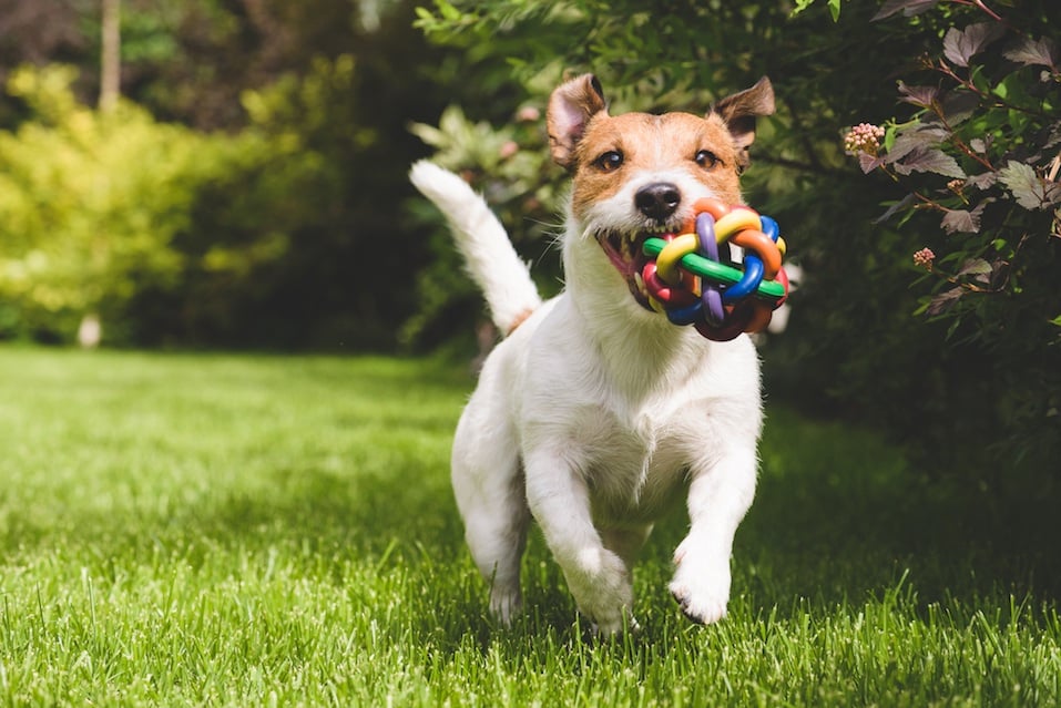 Terrier playing with a colourful ball