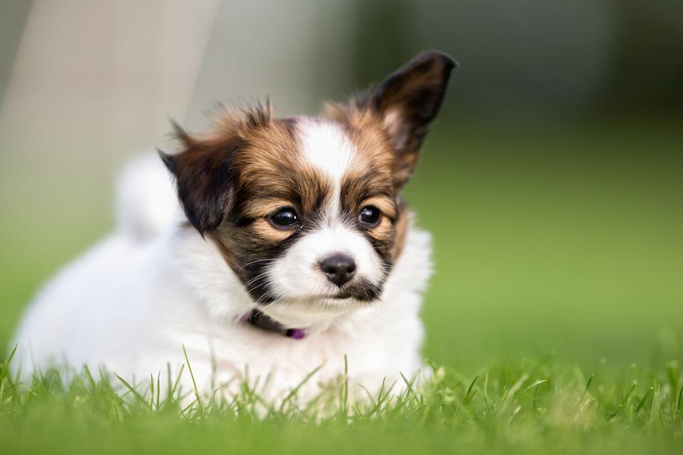 Young papillon dog puppy