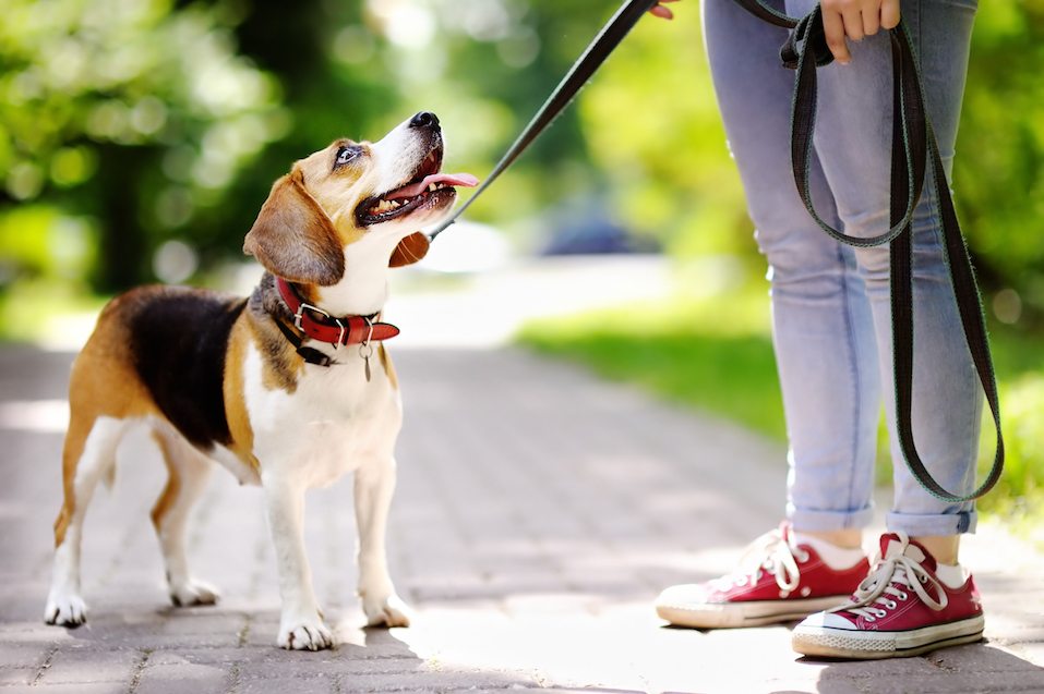 person walking beagle