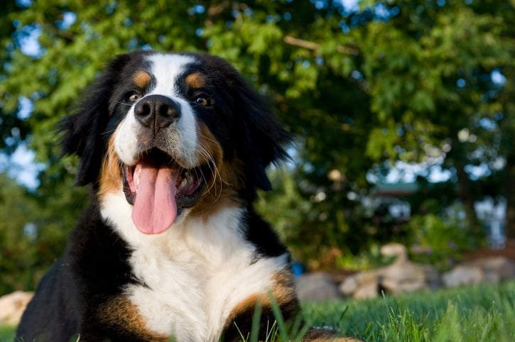 Bernese mountain dog