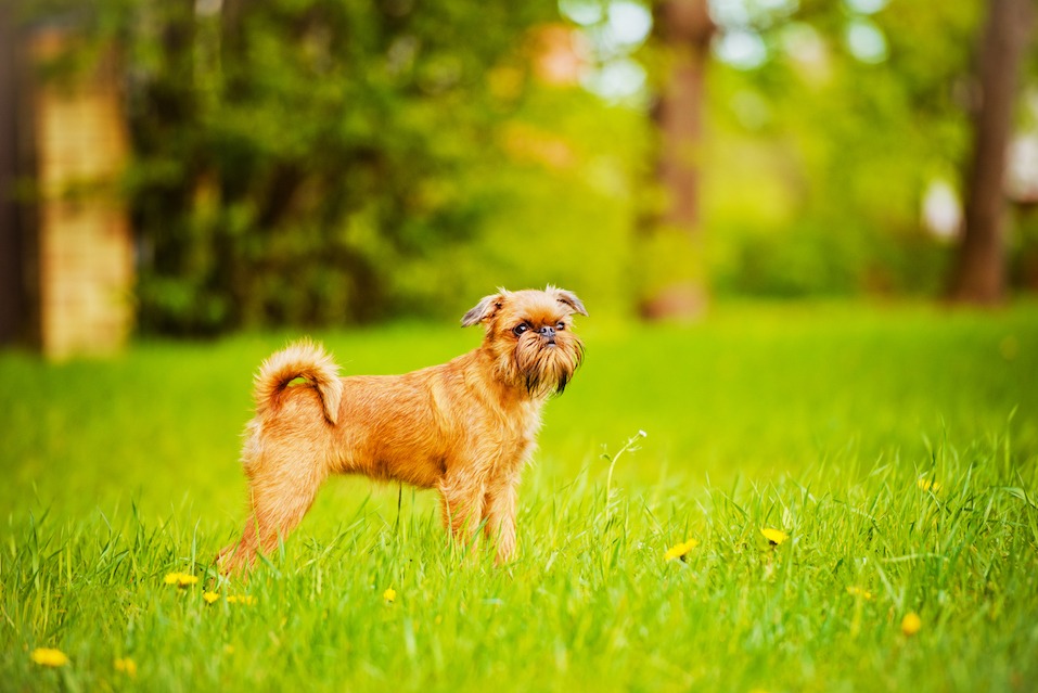 brussels griffon dog outdoors