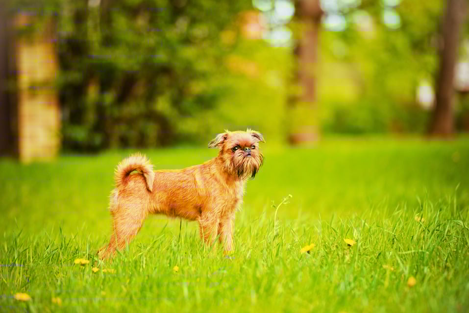 brussels griffon dog outdoors