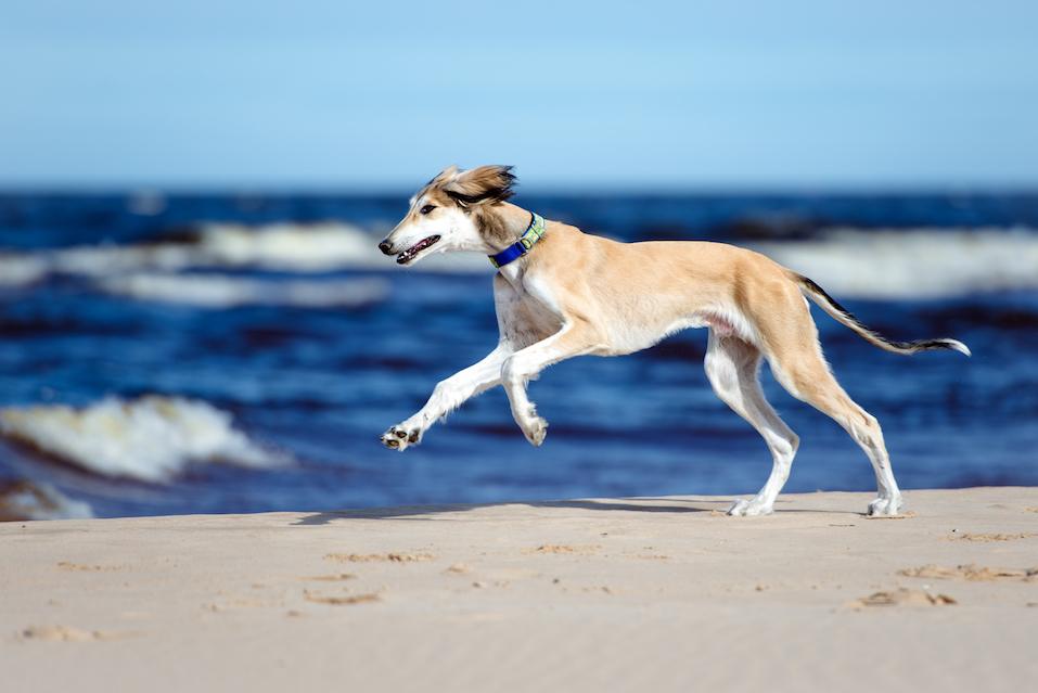 saluki