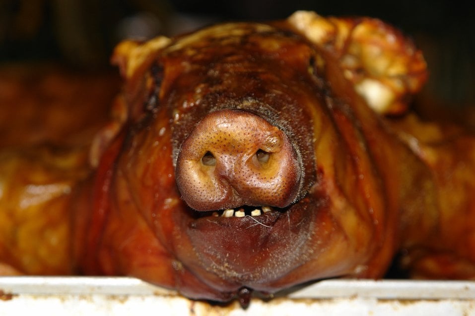 pig head