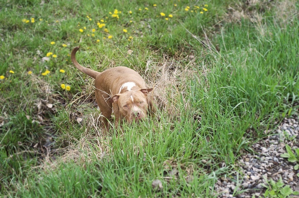 pit bull stalks another dog