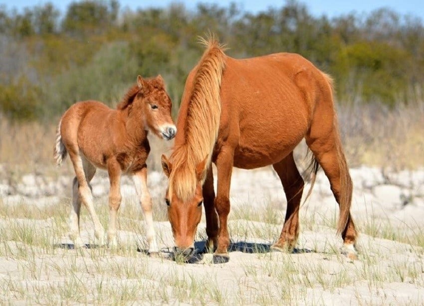 wild horses