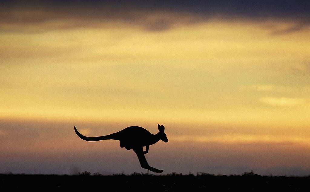 A kangaroo at sunset. A kangaroo at sunset.