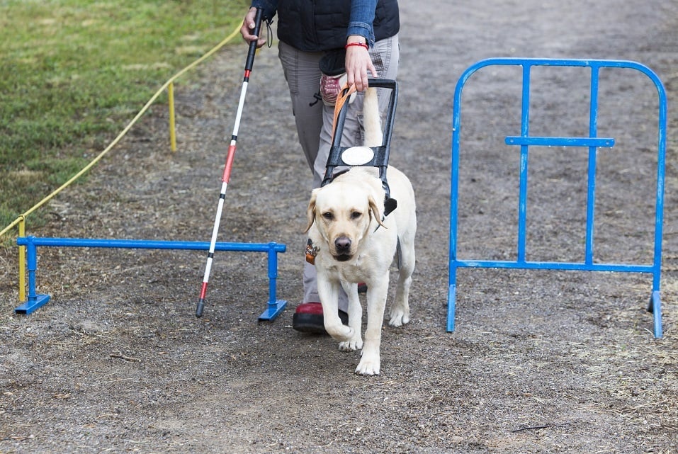 golden retriever guide dog