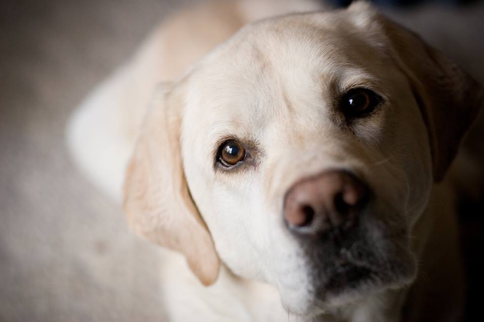 Side lighting on blonde labrador retriever looks at camera from an indoor home setting