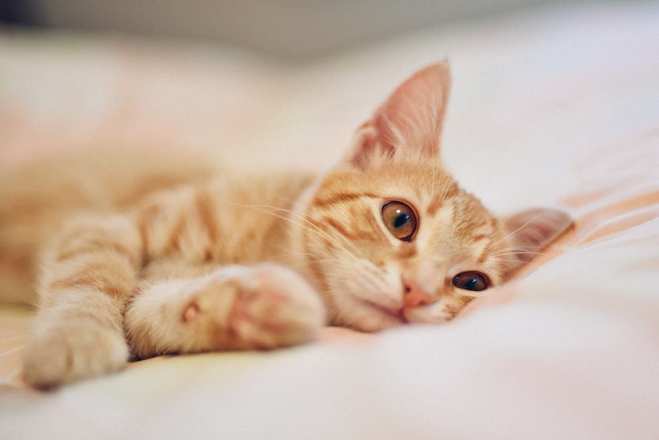 Little orange cat lying down in to the bed.