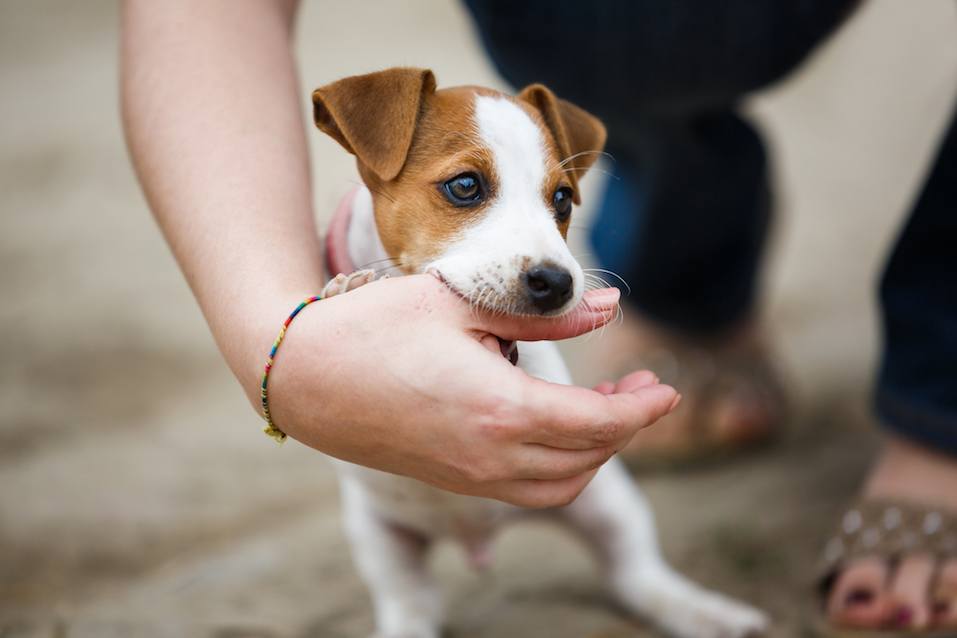 Jack Russell terrier playfully biting the fingers of its owner