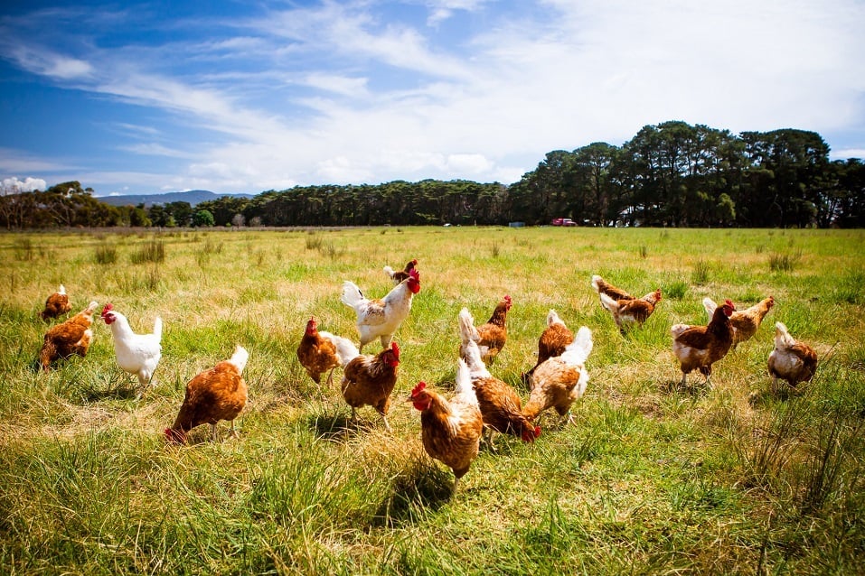 A flock of chickens roam freely