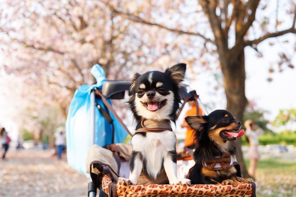 Two Chihuahua dogs sitting on stroller in the garden.