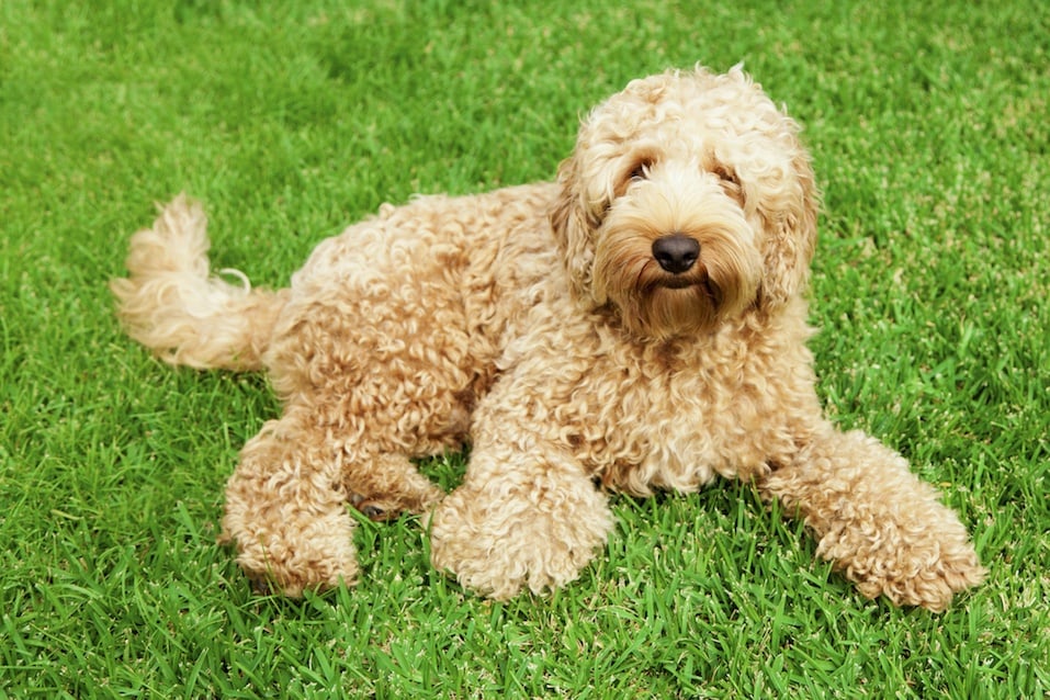 Cute golden labradoodle laying in lush green grass