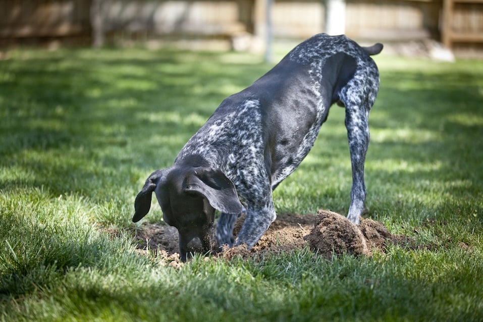 German Shorthaired Pointer digs in yard