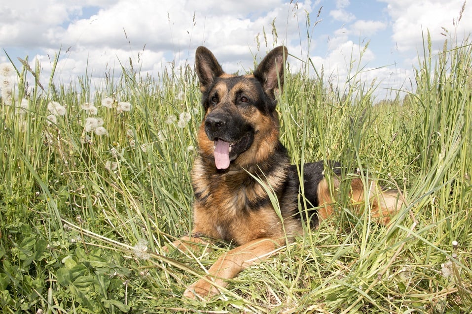 German shepherd in grass