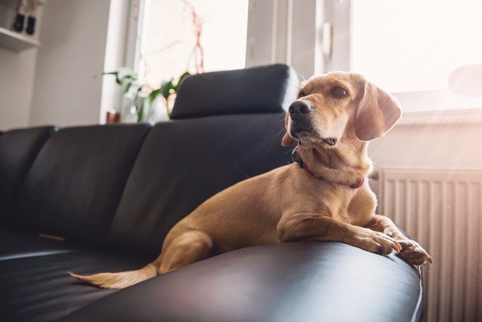 yellow dog sitting on black sofa